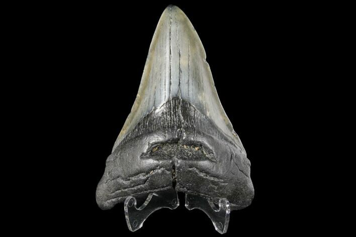 Fossil Megalodon Tooth - South Carolina #130730